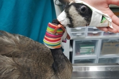 Kitty-Kollar-on-injured-goose