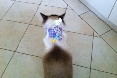 A-kitty-in-a-Kitty-Kollar