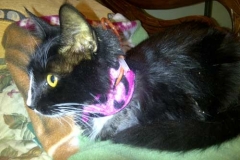 Baby-Gaines-with-pink-leopard-Kitty-Kollar