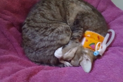 Bean-snuggling-in-a-new-Kitty-Kollar