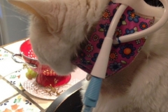 Bessie-being-very-stylish-in-her-Kitty-Kollar