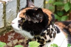Callie-relaxing-in-her-Kitty-Kollar