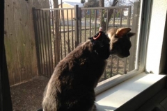 Camper-is-a-Happy-Camper-with-his-Kitty-Kollar