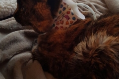 Delia-relaxing-for-a-bit-in-her-Kitty-Kollar