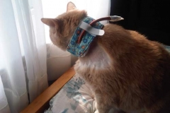 Digger-Frampton-in-Toronto-Canada-Kitty-Kollar