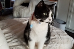 Ernie-deep-in-thought-in-his-Kitty-Kollar