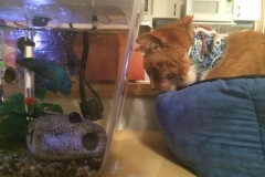 Fish-the-cat-in-his-Kitty-Kollar-as-he-checks-out-the-aquarium