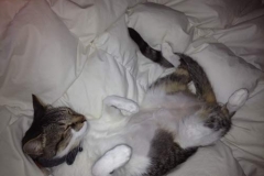 Gary-the-chill-California-cat-Kitty-Kollar