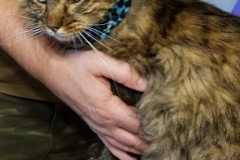 Little-B-sporting-a-blue-leopard-print-Kitty-Kollar
