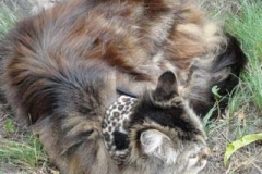 Millie-getting-her-sun-in-Leopard-Kitty-Kollar