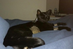 Princess-Sugar-Kittykins-relaxing-in-her-Kitty-Kollar
