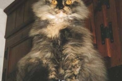 Samantha-Anastasia-MacKenzie-before-her-Kitty-Kollar