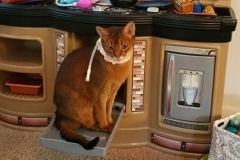 Seabiscuit-hanging-out-in-his-Kitty-Kollar