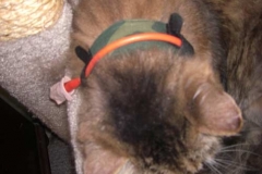 Top-view-double-velcro-camo-Kitty-Kollar