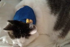 Traditional-bandaging-Cuddles-in-UK-before-Kitty-Kollar