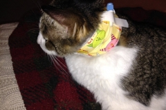 Tweak-looking-spiffy-in-his-new-Kitty-Kollar