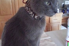 Watson-is-in-his-new-leopard-Kitty-Kollar