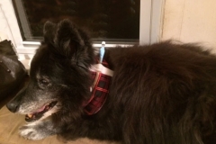 Annabelle-wearing-her-Kitty-Kollar