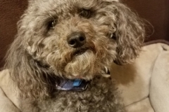 Oscar-is-ready-for-his-closeup-in-his-plaid-Kanine-Kollar
